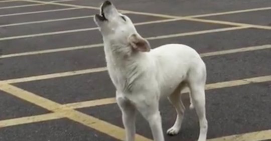Ausgesetzter Hund heulte tagelang auf einem Parkplatz