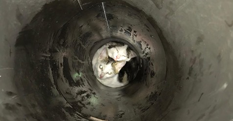 QUETSCHRETTUNG IN NAUHEIM Katzenbabys stecken in  Ofenrohr fest