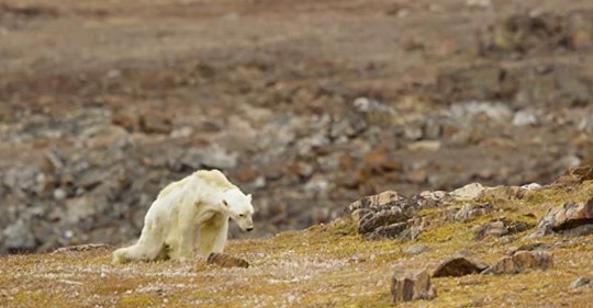 Filmemacher sind am Boden zerstört, als sie hilflos einen verhungernden Eisbären filmen