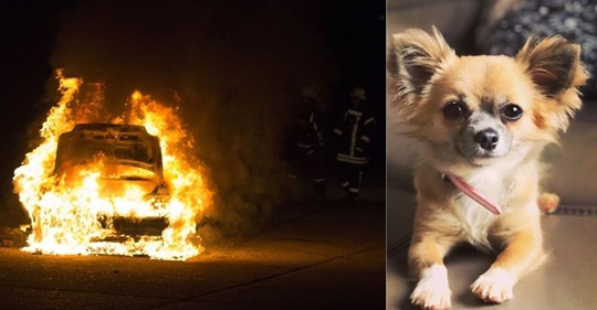 Chihuahua stirbt, als er Familie aus Flammen retten will: Doch der Alptraum ist noch nicht vorbei