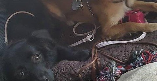 Hunde bei 30 Grad in Auto eingesperrt: Polizei Berlin rettet Cookie und Asti vor Hitzetod