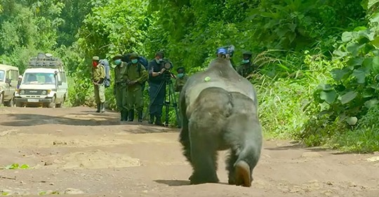 Riesiger Silberrücken-Gorilla hält Verkehr an – Dann wird der überraschende Grund ersichtlich