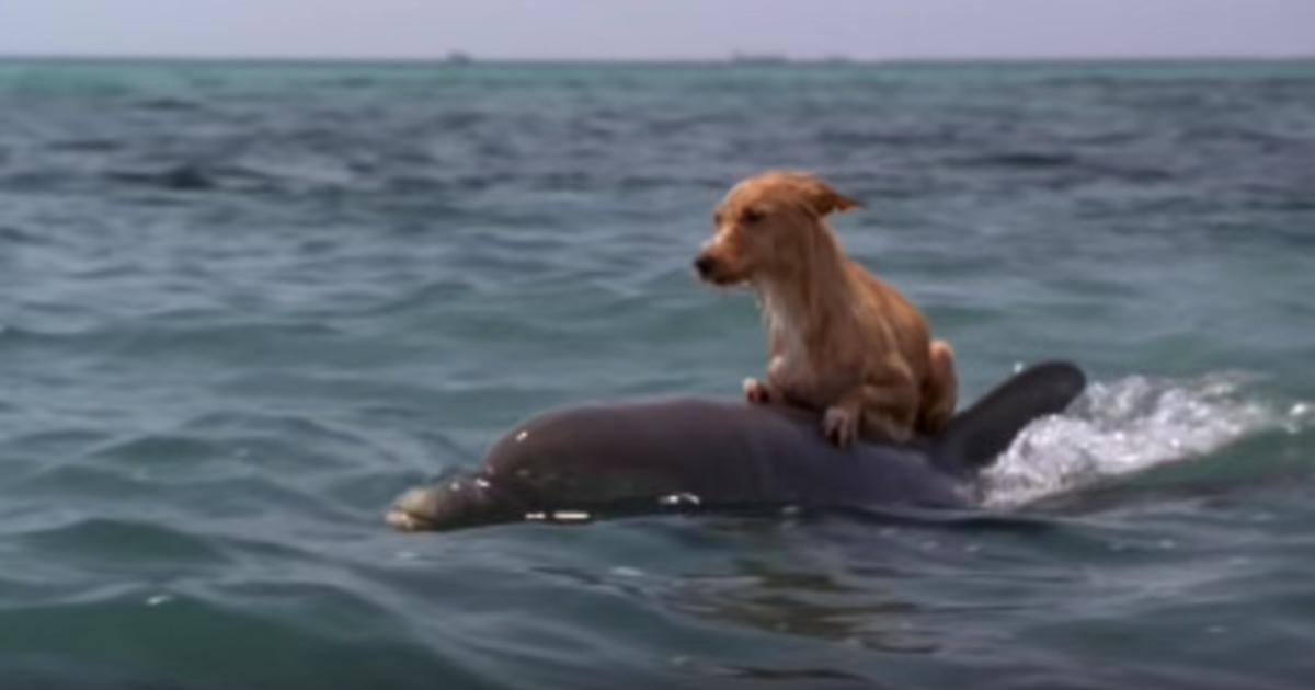 Ein Hund fällt ins Wasser und wäre wahrscheinlich ertrunken, hätte es nicht eine Gruppe von Delphinen gegeben, die zu seiner Rettung kam