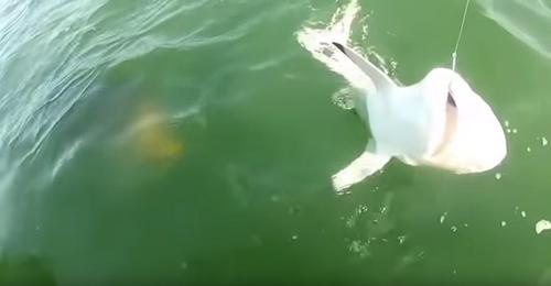 Geschockte Fischer beobachten wie ein 230 Kilogramm schwerer Riesenzackenbarsch in einem Bissen einen Hai verschlingt