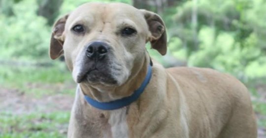 Für Hundekämpfe missbraucht: Pitbull soll eingeschläfert werden, dann bekommt er endlich sein Wunder