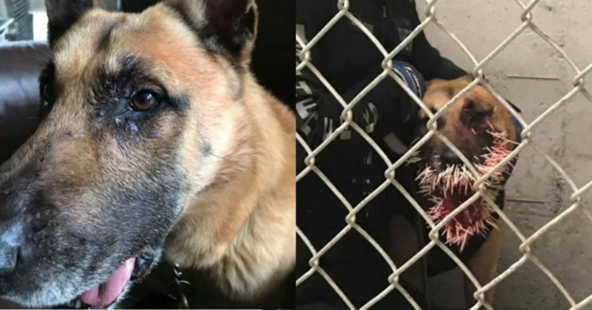 Polizei im Einsatz: Schäferhund schnappt nach Täter und zahlt einen harten Preis