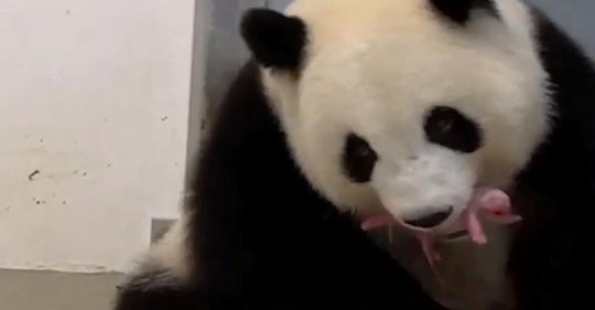 Panda-Babys in Berliner Zoo geboren - hier gibt es das erste Video