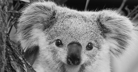 TRAUER IM DUISBURGER ZOO Koalamädchen (1) plötzlich gestorben