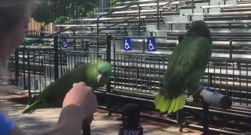 Papageien fangen spielerisch an, ein Lied zu singen, während sie interviewt werden