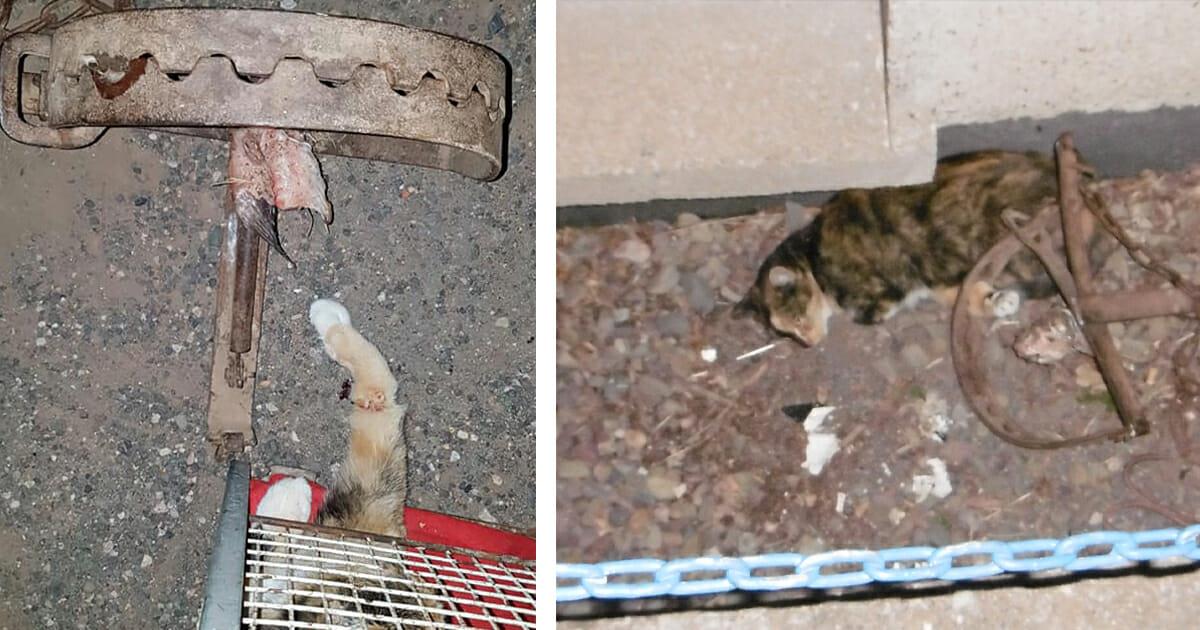 Thüringen: Tierhasser lockt Katze mit Fisch in Bärenfalle