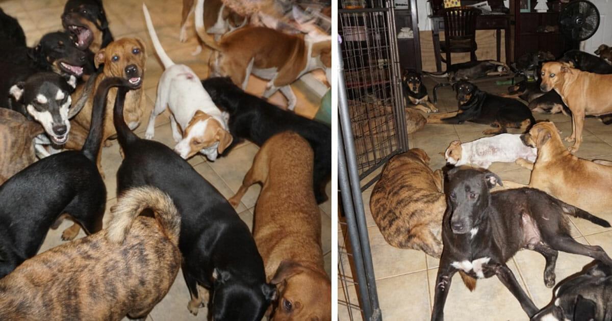 Bahamas: Hurrikan „Dorian“ wütet auf der Insel – Tierliebhaberin nimmt 97 Straßenhunde auf und zeigt großes Herz