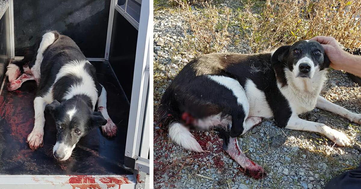 Thüringen: Hund stirbt, nachdem Auto ihn anfährt – Täter begeht Fahrerflucht