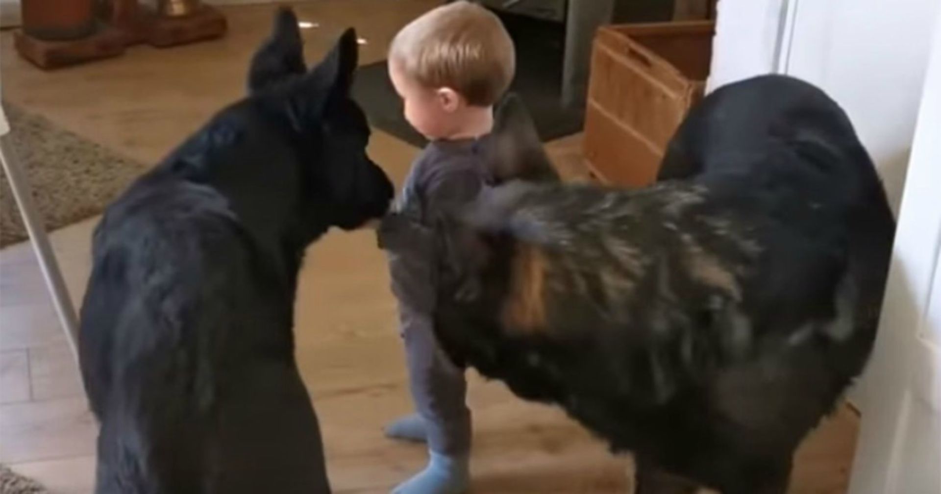 Kleiner Junge sieht zwei Schäferhunde: Im Wohnzimmer ist auf einmal die Hölle los!