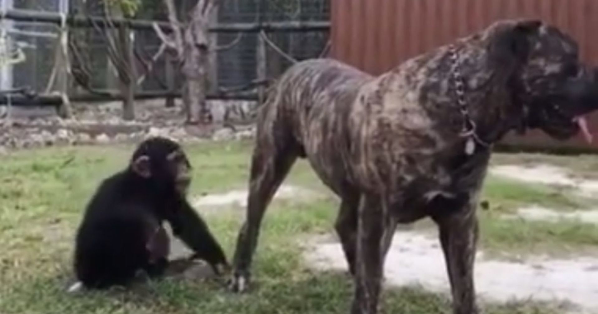 Schimpanse greift Riesen-Pitbull von hinten an. Seine Reaktion macht sprachlos!
