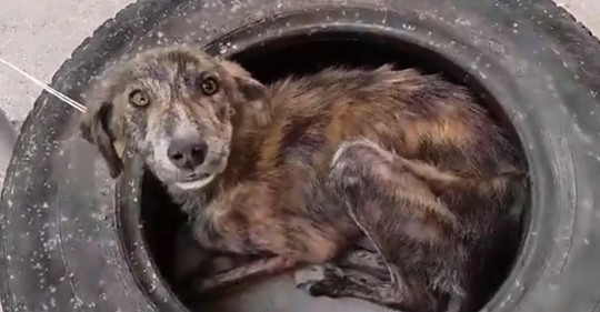 Streunender Hund, der früher in einem alten Reifen lebte, will nichts weiter als seinen Retter liebkosen