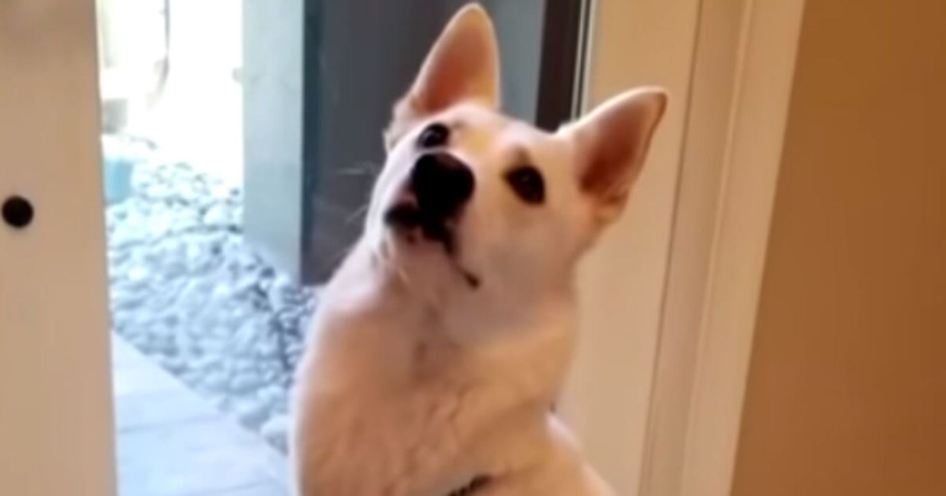 Hund bellt ohne Unterlass, bis seine Familie eine schockierende Entdeckung hinter der Tür macht