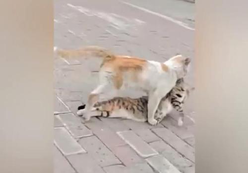 Streunende Katze zerrt Freundin in Sicherheit und hofft, dass es noch nicht zu später ist, sie zu retten