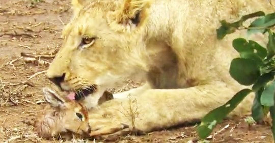 Löwe zeigt Mitgefühl für Baby Antilope