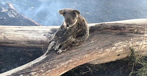 Koala Mama beschützt ihr Baby vor Buschfeuer