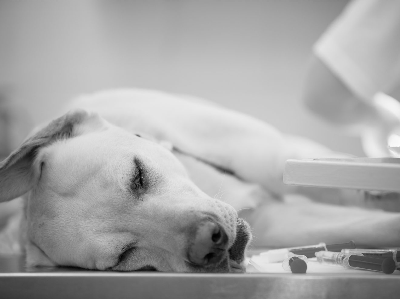 Nordeuropa in Aufruhr: Für Hunde gefährliche Krankheit breitet sich aus – 25 bereits an Folgen gestorben