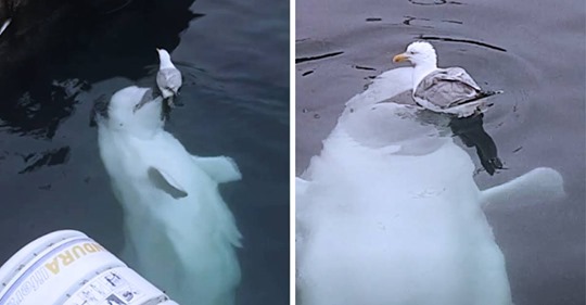 Spionagewal Hvaldimir knabbert Möwe an – doch der Vogel lässt sich nicht aus der Ruhe bringen