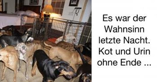 Frau holt während Wirbelsturm 97 Hunde nach Hause