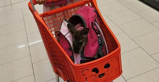 MENSCHEN-MAMA RETTETE DAS VERSTOSSENE TIE Wallaby-Baby „Hope“ mit Beutel im Supermarkt