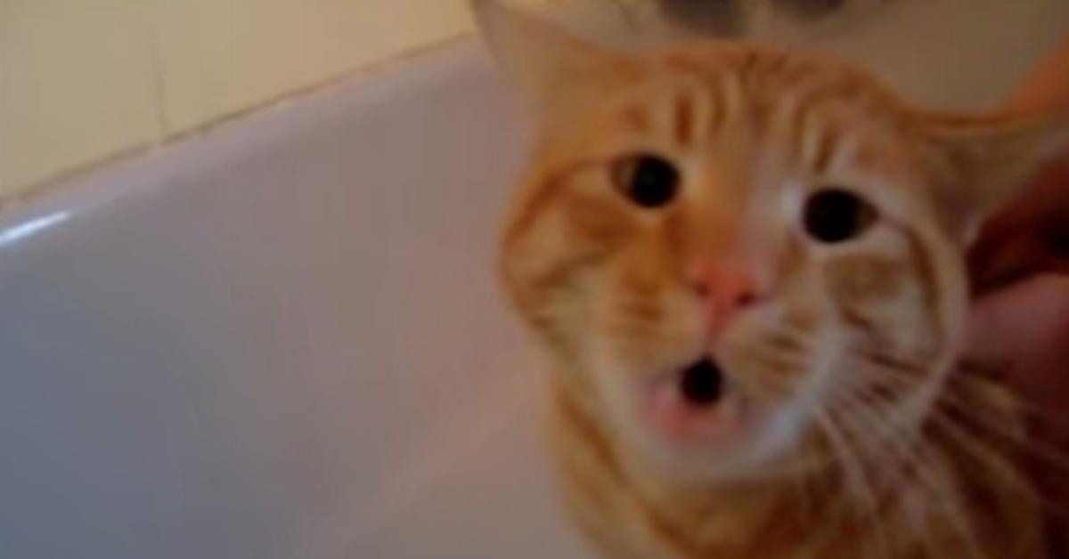 Video: Katze protestiert gegen Bad auf menschliche Weise.
