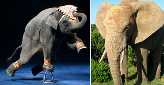 Zoos könnte ein Verbot drohen, wildlebende Elefanten zu kaufen – 46 Länder einigten sich darauf