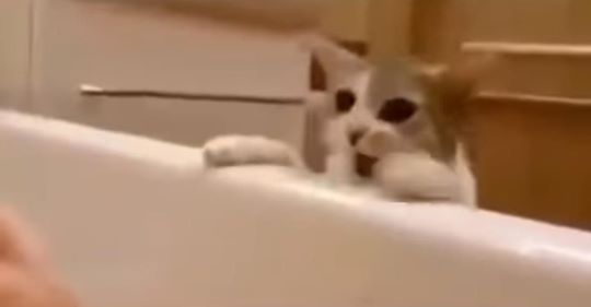 Katze glaubt, Frauchen würde in der Badewanne ertrinken
