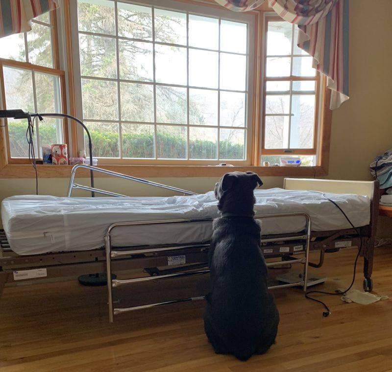 Herzgebrochener Hund wird adoptiert – Foto zeigt ihn, wie er am Bett seines toten Herrchens wartet