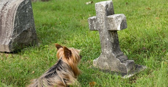 Riesen Wirbel um neue Friedhofsregel: Grüne dafür, CDU dagegen