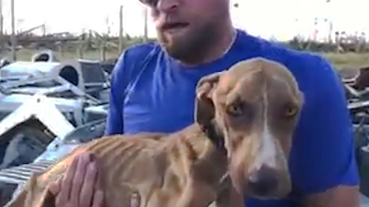 Retter finden lebendigen Hund im Schutt – einen Monat nach Hurrikan  Dorian 