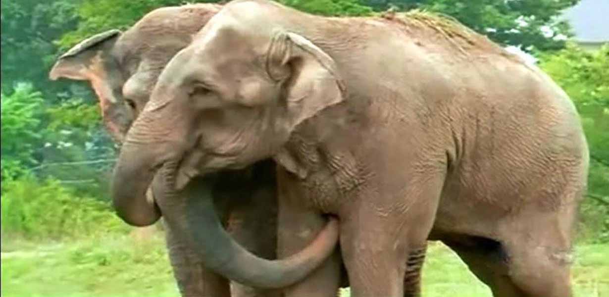 Ehemalige Zirkus Elefantendamen sind 22 Jahre voneinander getrennt – Kamera fängt erstes Treffen seitdem ein