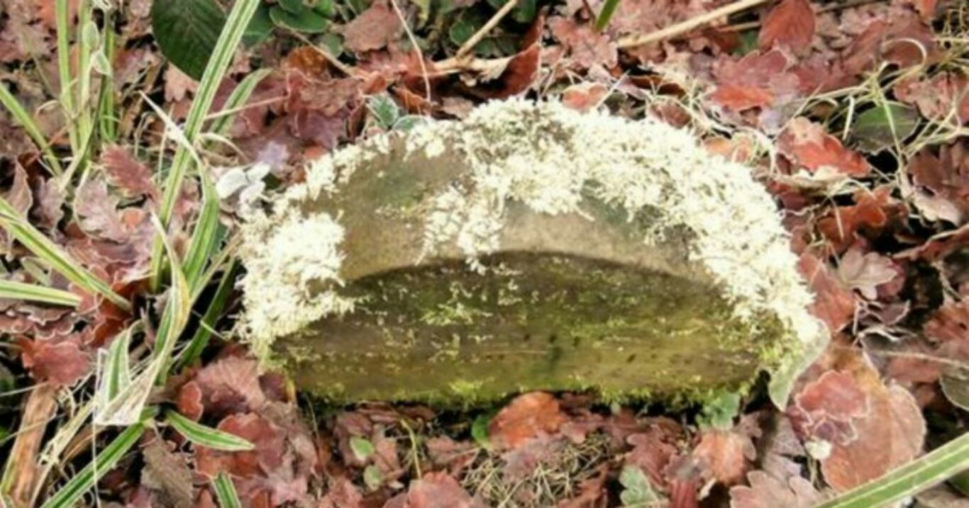 Er geht im Wald spazieren, stolpert über einen Stein und macht eine unglaubliche Entdeckung