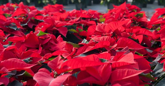 Weihnachtsstern übersommern: So klappt's