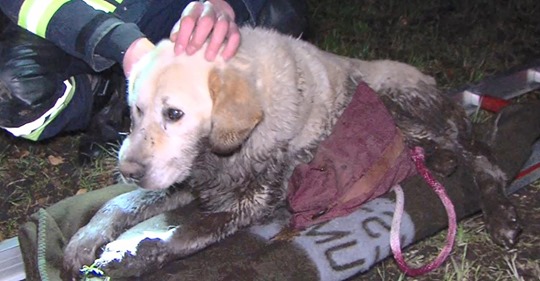 ALTERSSCHWACHER HUND WAR PLÖTZLICH VERSCHWUNDEN Hund aus Schlamm Falle gerettet