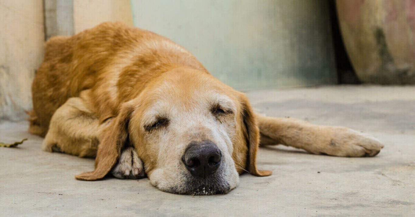 Aktuelle Informationen zur norwegischen Hundekrankheit in Deutschland