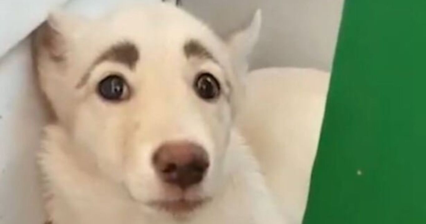 Hund mit komischen Augenbrauen: Jetzt meldet sich ein russischer Tierarzt zu Wort!