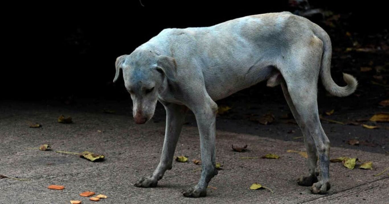 Blaue Hunde in Indien: Ihr Geheimnis ist nun endlich gelüftet!
