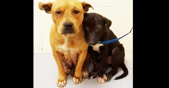 Zwei verängstigte Pitbulls kuscheln sich im Tierheim eng aneinander, während sie auf dem Weg in eine bessere Zukunft sind