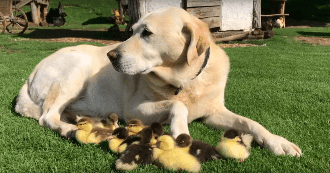 Adoptiv-Papa Fred: Was dieser Labrador tut, ist einfach unglaublich! (Video)