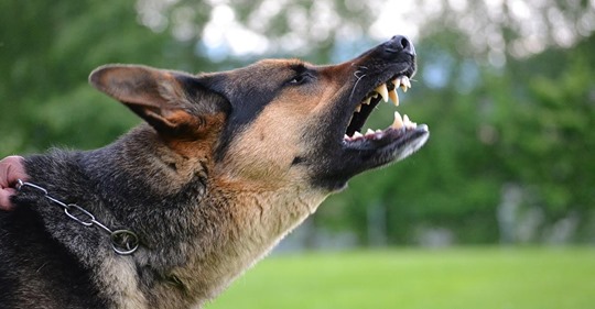 Militärhunde zerfleischen ihren Hundeführer in der Kaserne