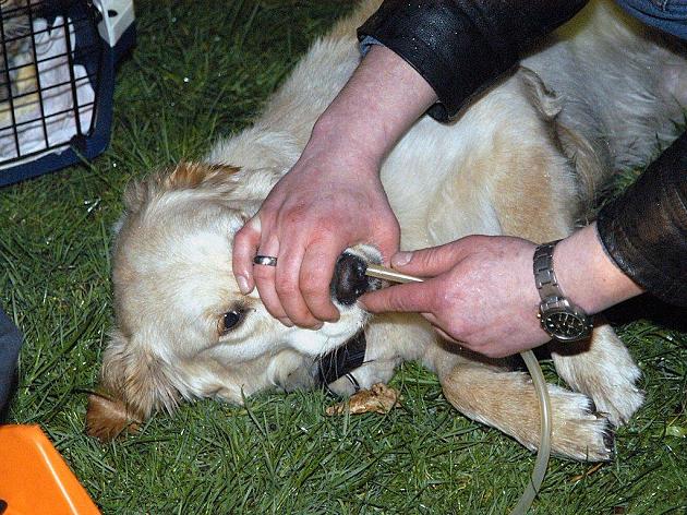 Dramatischer Einsatz in Hamburg: Feuerwehr rettet Hund aus Flammen