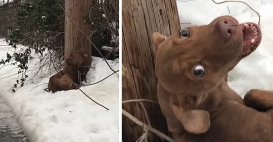 Ausgesetzter Hund wimmert um Hilfe, baute sich sogar ein Bett aus Schnee – Frau rettet & bringt ihn in Tierheim