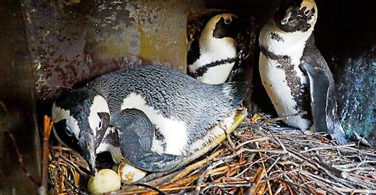 DANK NACHBAR KARL RUPRECHT Lesbisches Pinguin Paar bekommt Nachwuchs