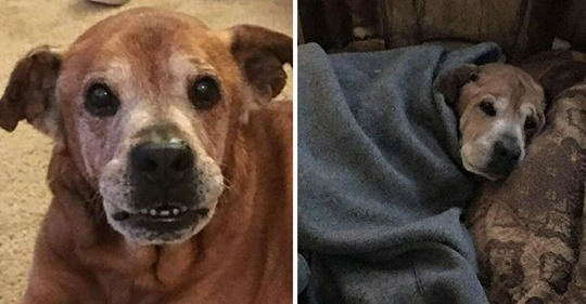 Pärchen adoptiert 17 jährigen Hund aus Tierheim, er erlebt sogar noch seine menschliche Schwester mit