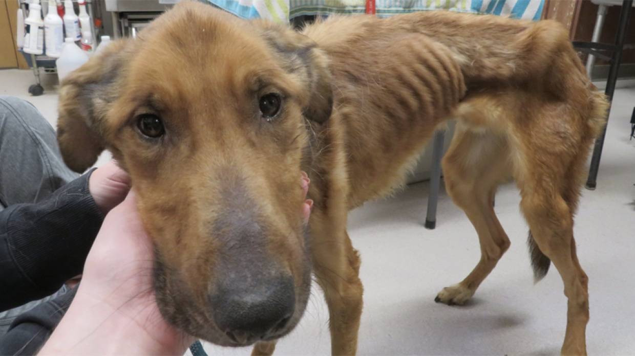 Halb verhungerter Hund ausgesetzt - Genesung von Gabriel grenzt an ein Wunder