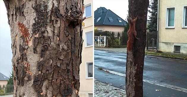 Eichhörnchen an Baum genagelt: Mehrere heiße Spuren nach Zeugenhinweisen