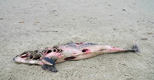 Bundesmarine sprengt Minen in der Ostsee – Tierschützer finden 18 tote Schweinswale